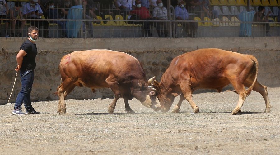 Artvin'de balayan boa grei festivalinden ilgin kareler