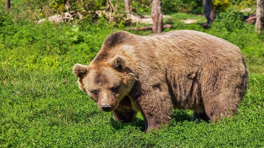 Artvin'de yolunuza ayı çıkabilir!