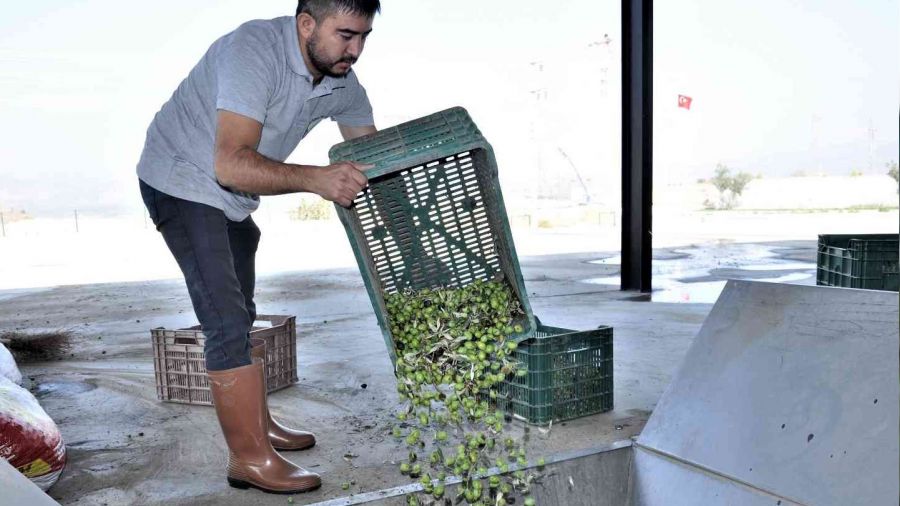 Aydın'da zeytinyağı sıkım sezonu başladı