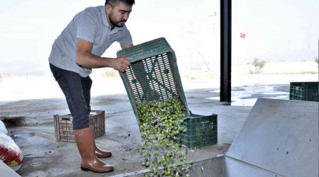 Aydın'da zeytinyağı sıkım sezonu başladı