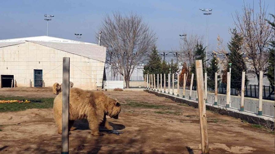 Ay�lar�n dron ile imtihan�: Pervanesiyle oynad�lar