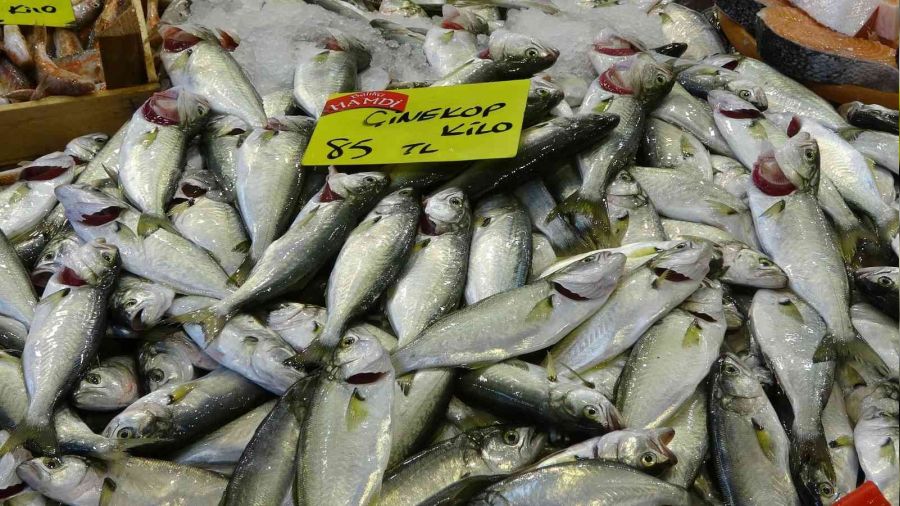 Balk tezgahlarnda palamutun yerini inekop alyor