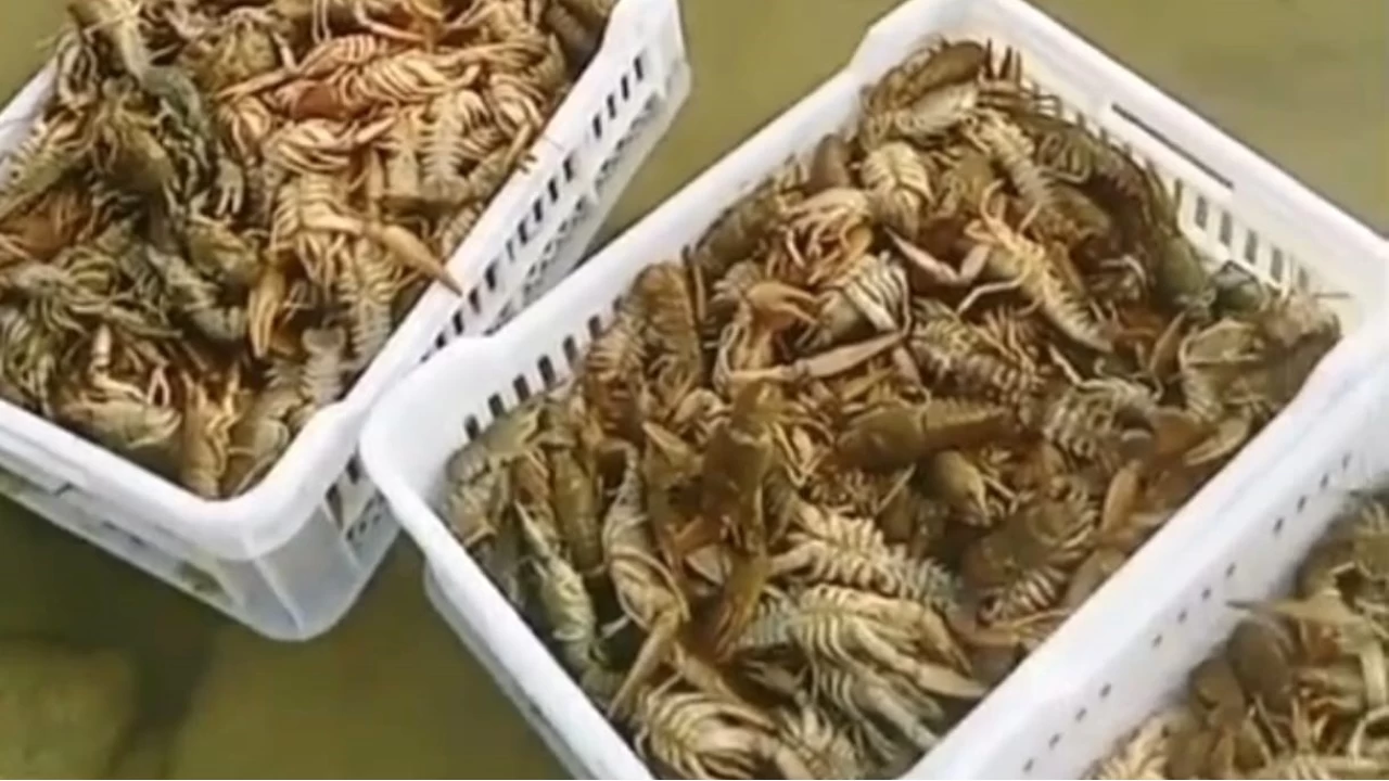 Bal�k��lar�n kerevit kayg�s�