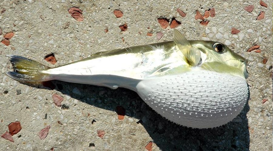 Balon balığı avcılığına yapılacak destekleme ödemesinin şartları belli oldu