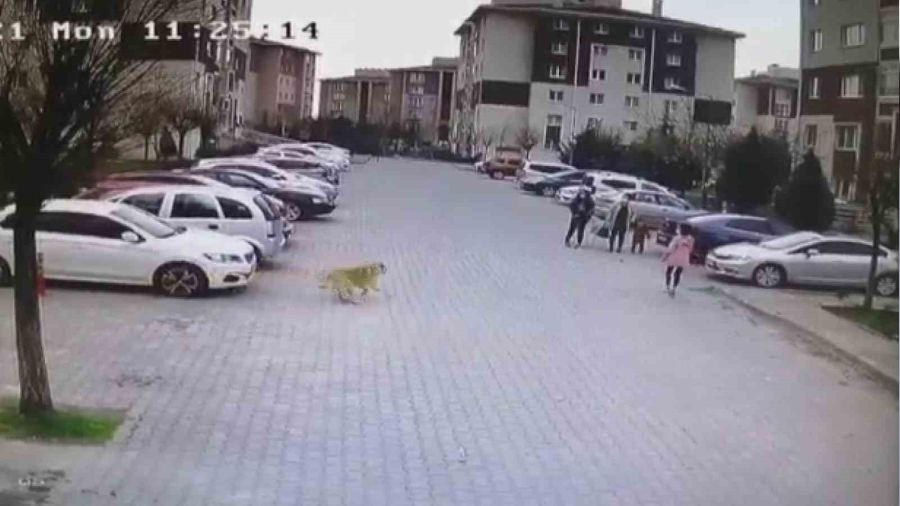 Ba��bo� k�pekler mahalle sakinlerini peri�an etti