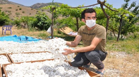 Batman'da 180 aileye ipek böceği larvası dağıtıldı