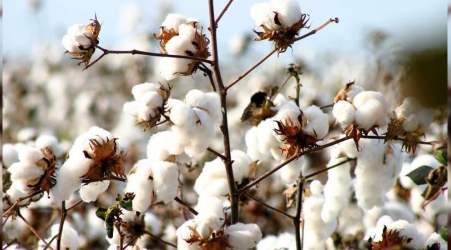 'Beyaz altın' için büyük iş birliği