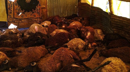 Bingöl'de kurtlar, 50 koyunu telef etti