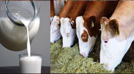 Üretici bir kilo süt satarak bir kilo yem alamıyor