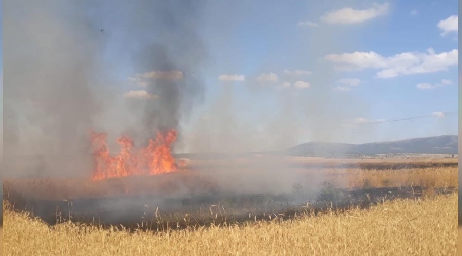 Bir kuş 12 hektar ekili alanı kül etti  