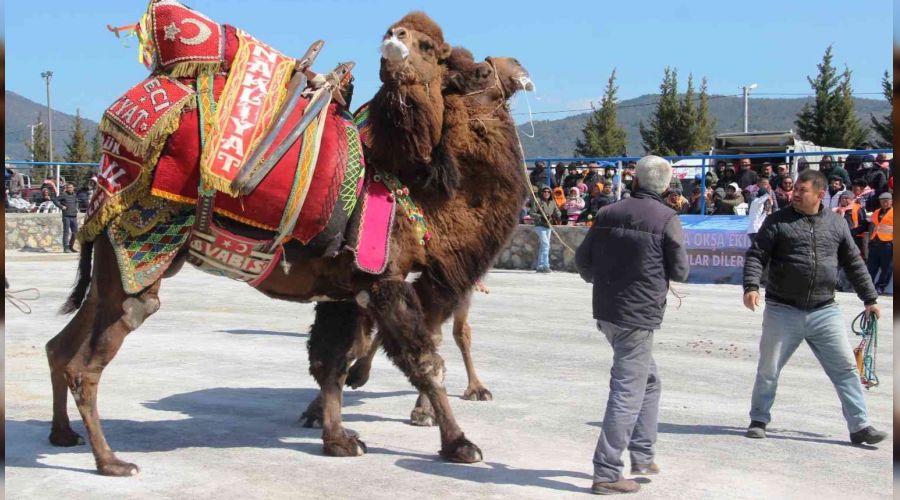 Bodrum'da develer kıyasıya mücadele etti