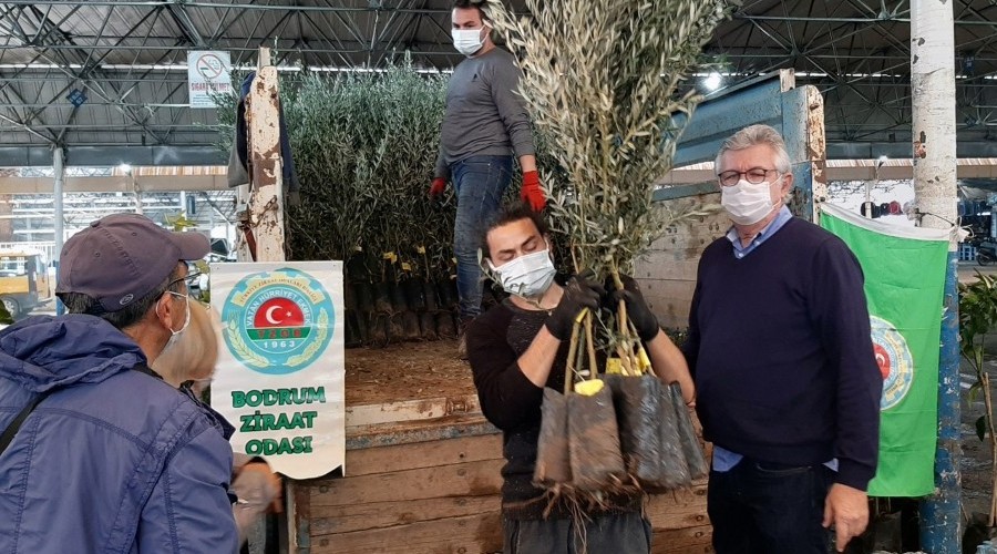 Bodrumlu üreticilere fidan dağıtımı