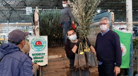 Bodrumlu üreticilere fidan dağıtımı