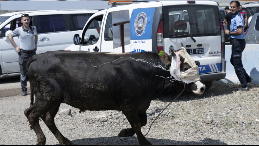 Bo�a ipini kopar�nca...