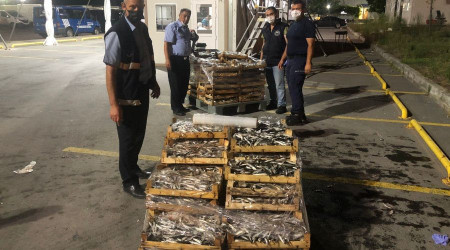 Boy yasağına aykırı avlanılan 1.5 ton İstavrit balığına el konuldu