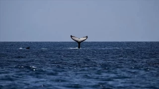 Boyu 30 metre, ağırlığı 180 ton