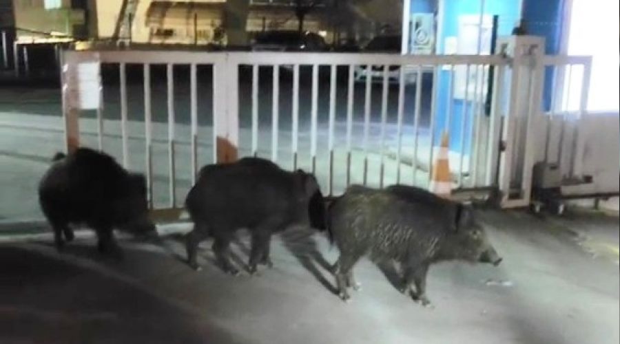 Bursa'da a� kalan domuzlar soka�a indi