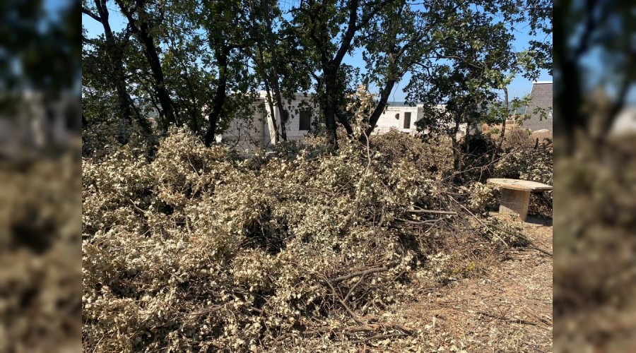 Bursa'da a�a� katliam�