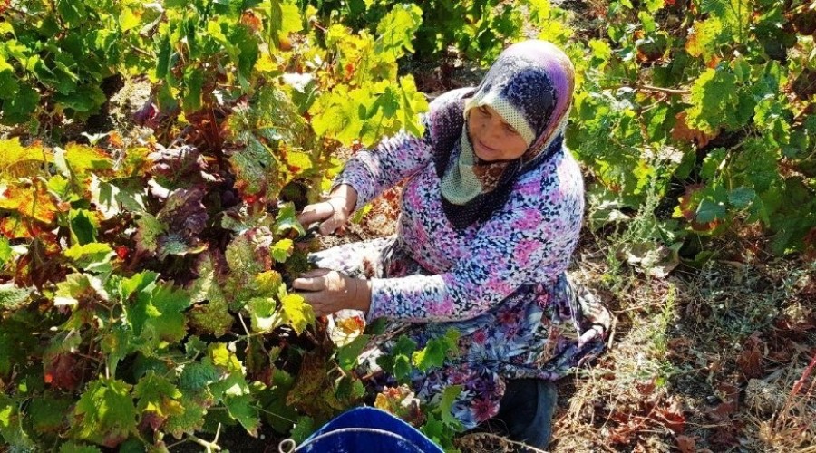 Çanakkale'de üzüm hasadı başladı