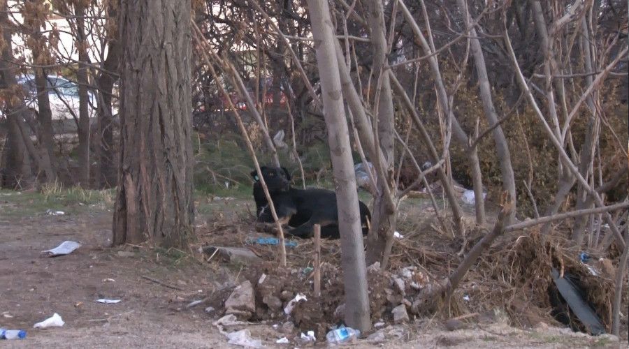 Çankaya sokaklarında sokak köpekleri dehşeti