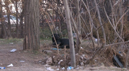 Çankaya sokaklarında sokak köpekleri dehşeti