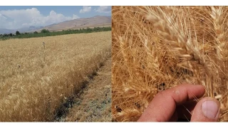 Ceyhan �ift�inin g�ndemi: Rekolte y�ksek, kazan� d���k