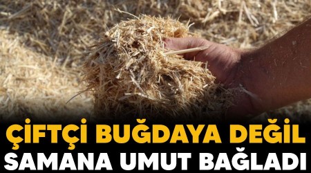 Çiftçi buğdaya değil samana umut bağladı