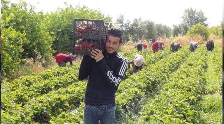 Çilekte hasat sonuna yaklaşıldı