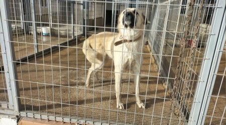 Çitlere zarar veren köpeğini sopayla dövdü