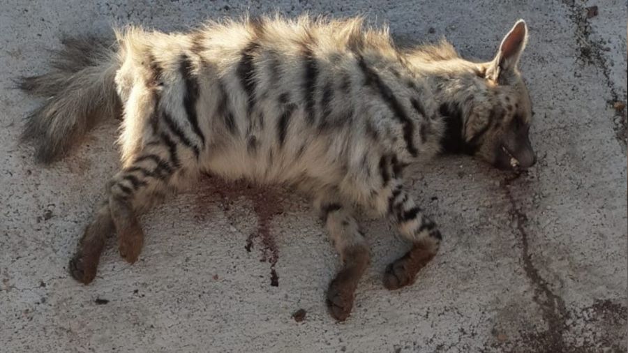 �izgili s�rtlana ara� �arpt�