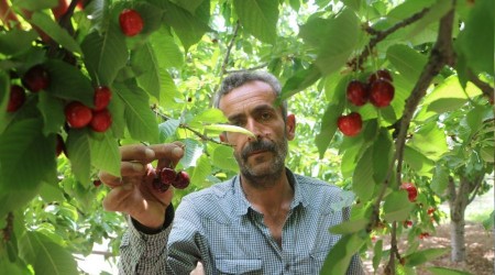 Dalbastı kirazında rekolte düşük kaldı