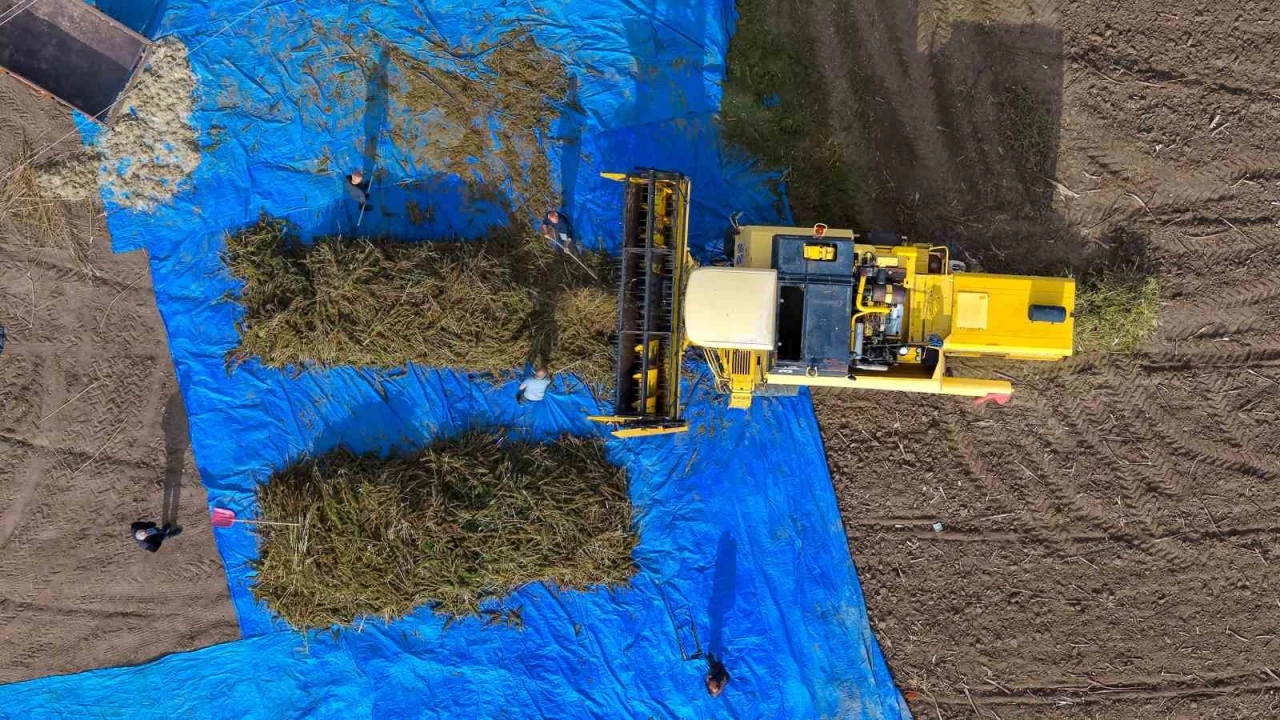 Deneme amaçlı ekilen kenevirde ilk hasat yapıldı