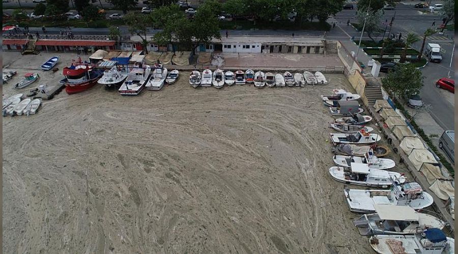 Deniz salyas�n�n zarar� san�landan b�y�k