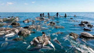 Denizlerdeki görünmez tehdit ve küresel mücadele