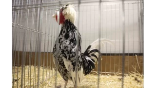 Dou ve Gneydou'nun tavuk ve horoz gzelleri belli oldu