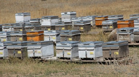 Doğu'da bal hasadı başladı
