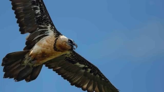 Dnyada sadece 3 yerde grlen doa olay: Akbabalarn yiyecek dngs