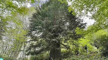 Dünyanın en yaşlı porsuk ağacı tehlike altında
