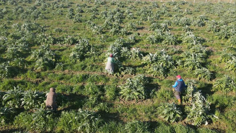 Efeler'in enginarlarına soğuk hava önlemi