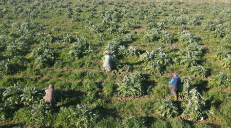 Efeler'in enginarlarına soğuk hava önlemi