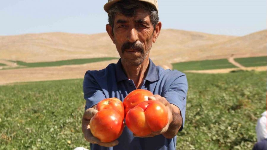 Elaz�� domatesi d�nya sofralar�nda