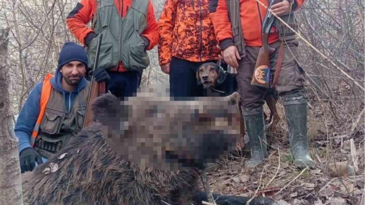 Elaz'da avclar sr halinde domuz avlad