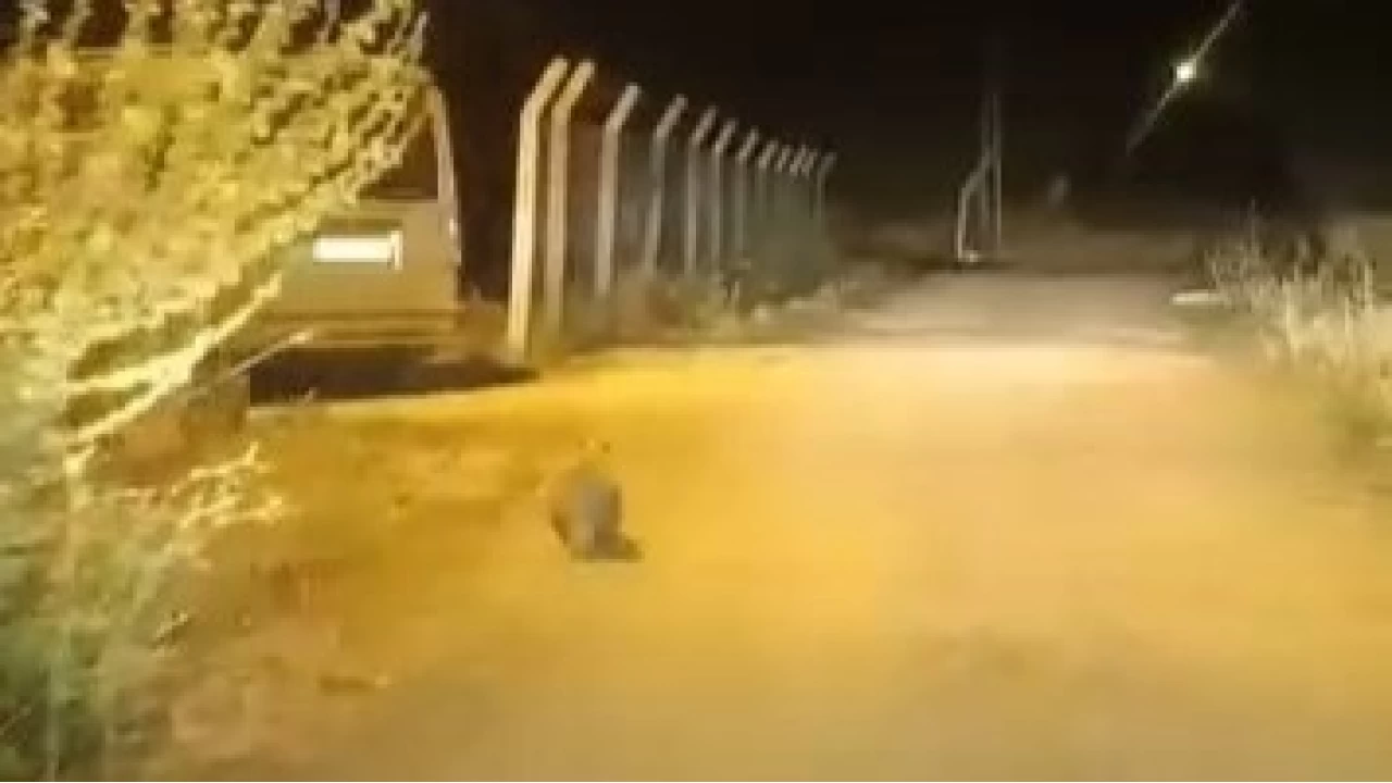 Elazığ'da kırmızı listede bulunan porsuk görüldü