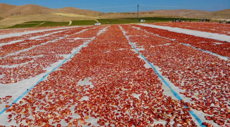 Elazığ'da kurutuluyor, dünya sofralarını süslüyor