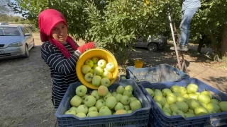Elma diyar Eirdir'de hasat balad: Kuraklk rekolteyi vurdu