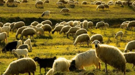 Emirdağlı üreticilere 100 küçükbaş hayvan desteği