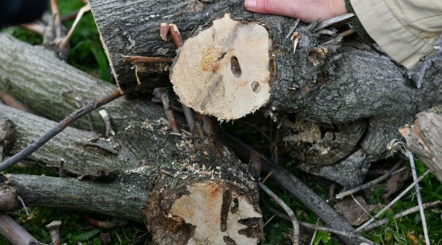 Esenyurt'ta teke böceğiyle mücadele sürüyor