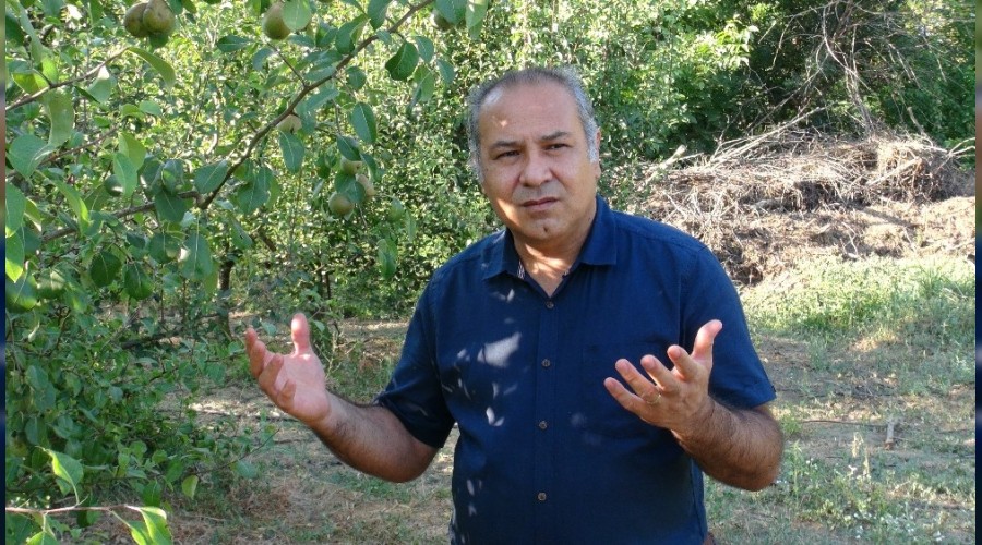ESOGÜ'de meyve hasadı