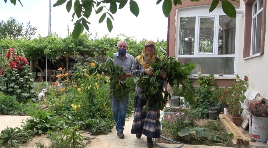 Evlerinin bah�esinde ipekb�ce�i yeti�tiriyorlar