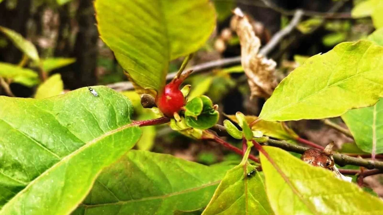 'Gal arısı'na, 'avcı böcekler' ile savaş açıldı